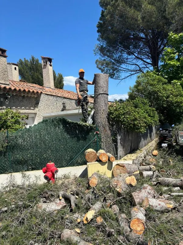 Taille d’arbre en hauteur par un artisan élagueur encordé